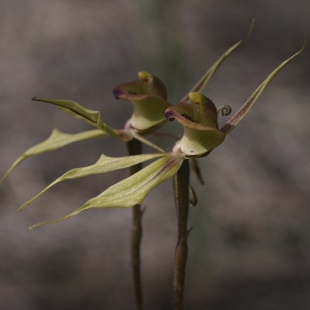 Caladenia roei